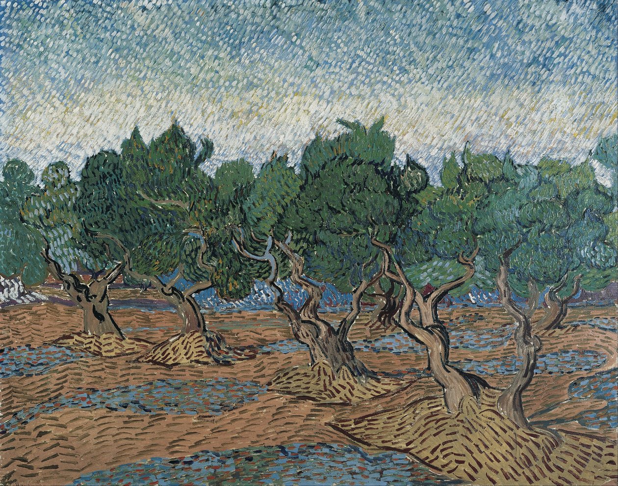 Olival de Vincent van Gogh