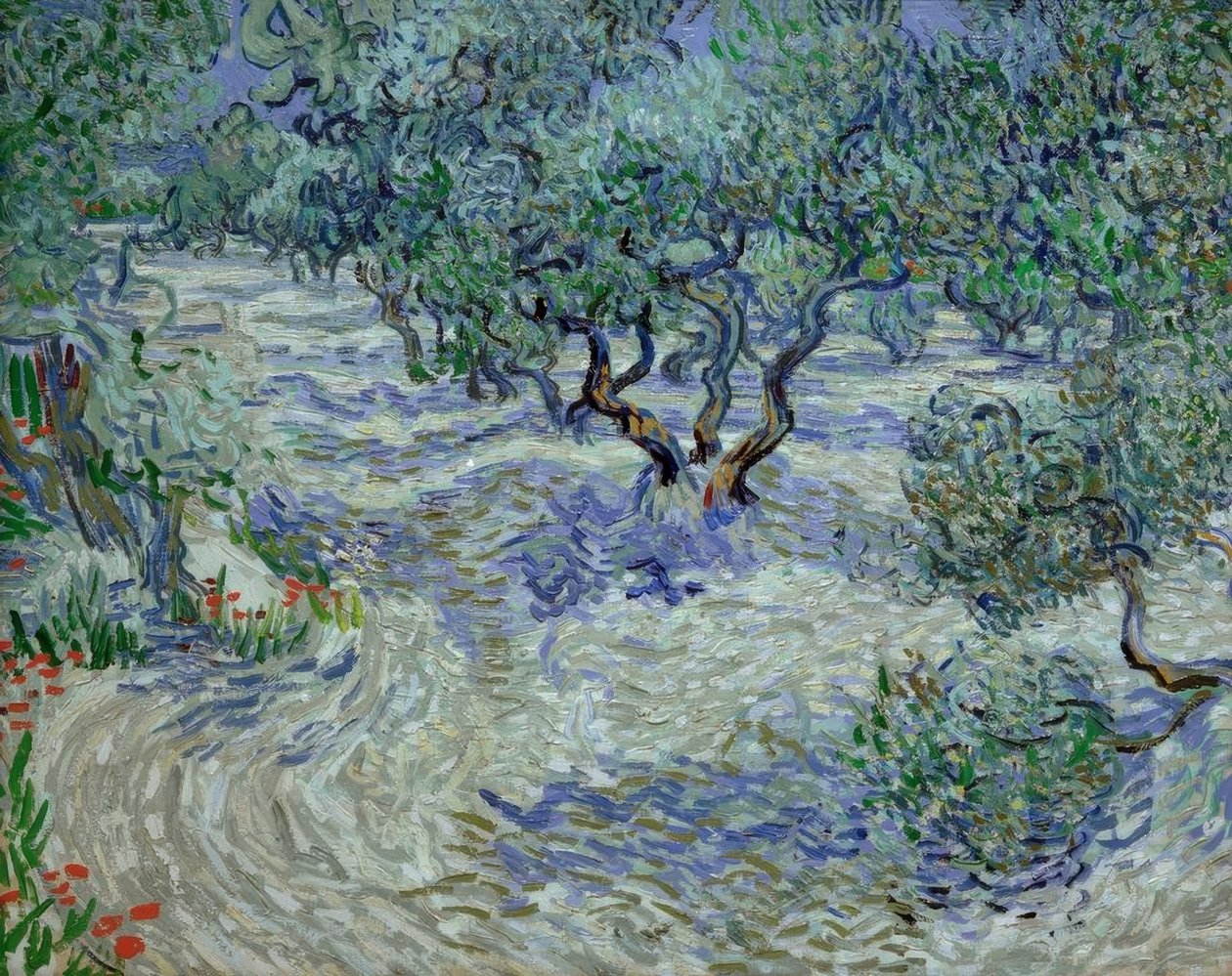 olival de Vincent van Gogh
