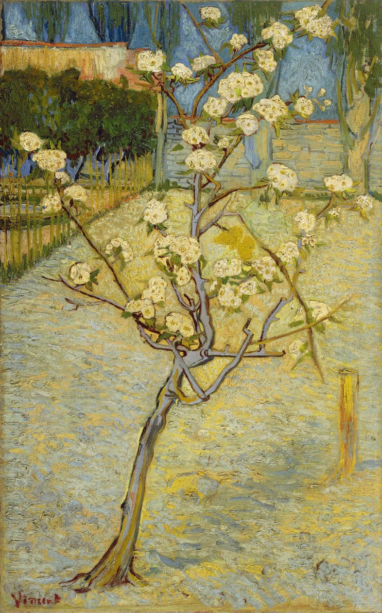 Pequena pereira em flor de Vincent van Gogh