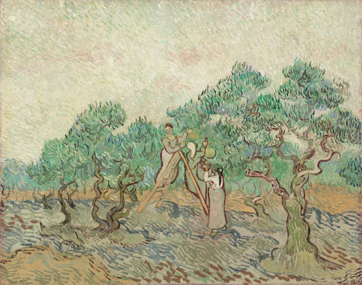 O Olival, 1889. de Vincent van Gogh