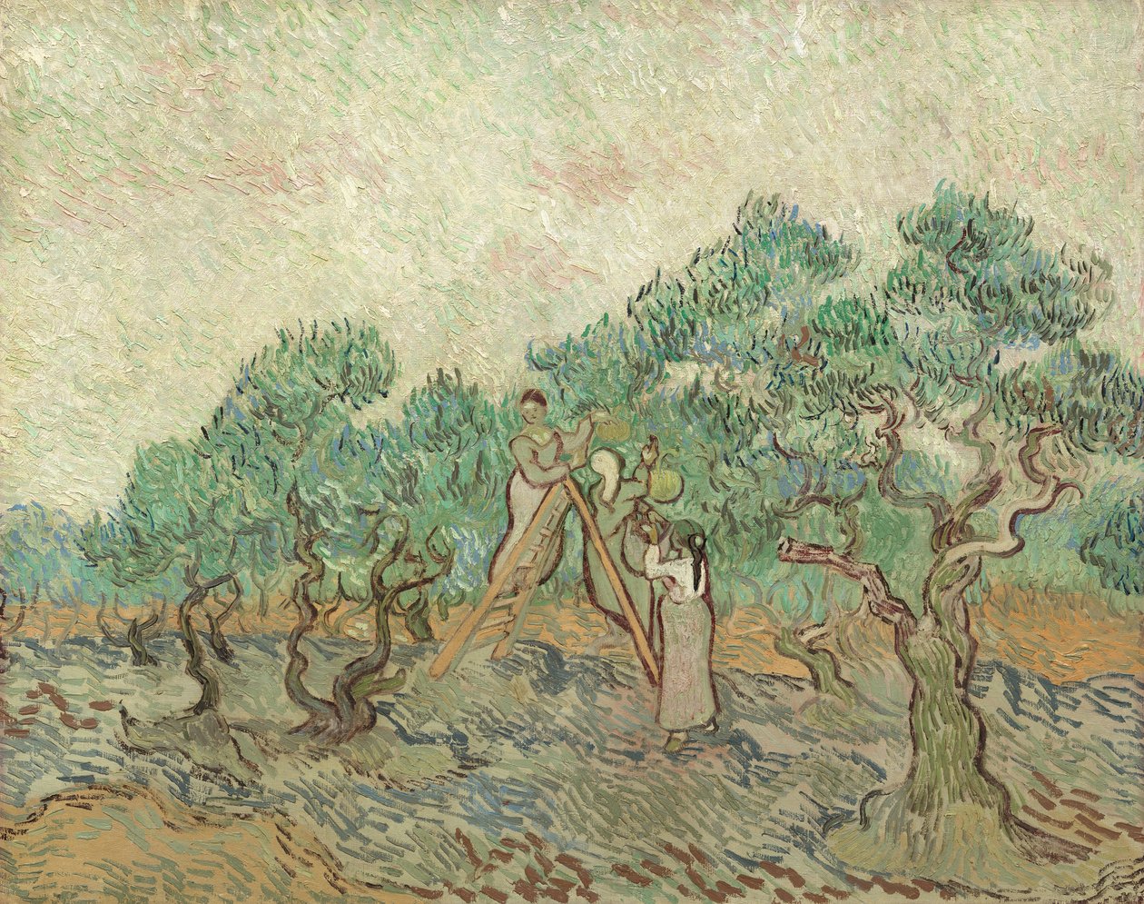 O Olive Orchard, 1889 de Vincent van Gogh