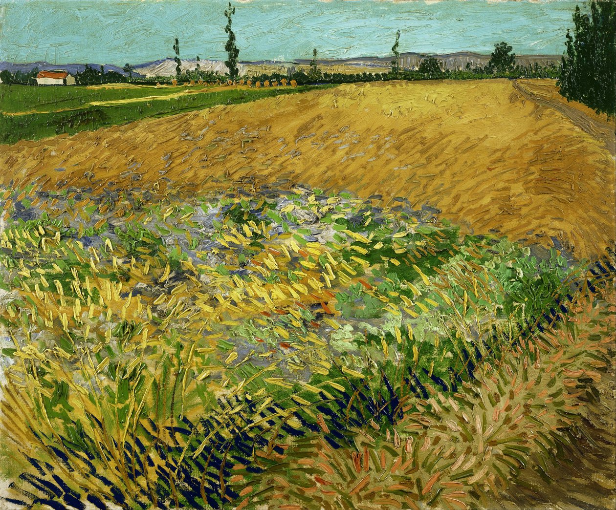 Campo de trigo de Vincent van Gogh