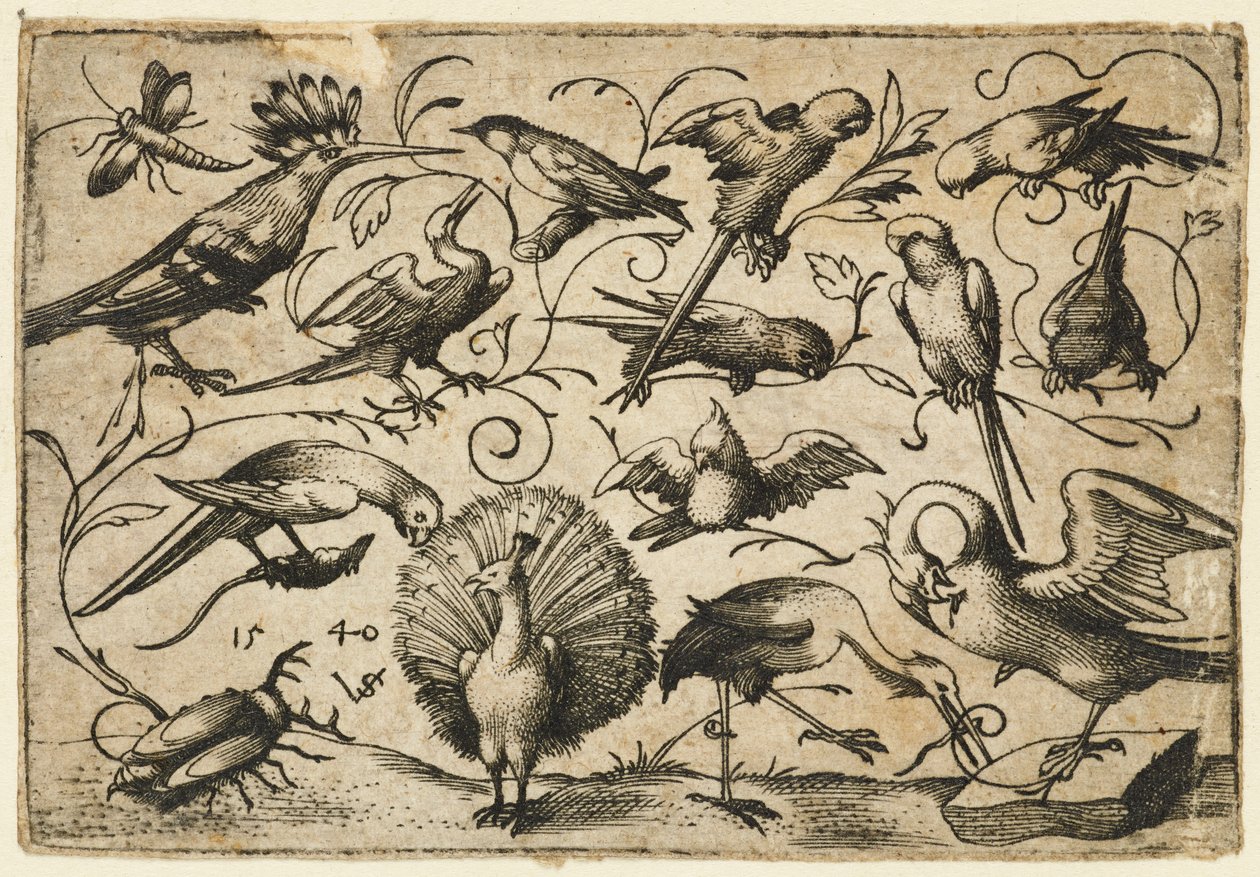 Dez pássaros em pequenas gavinhas de folhagem com uma cegonha amarrando uma gavinha em torno da perna de um pelicano..., 1540. de Virgil Solis