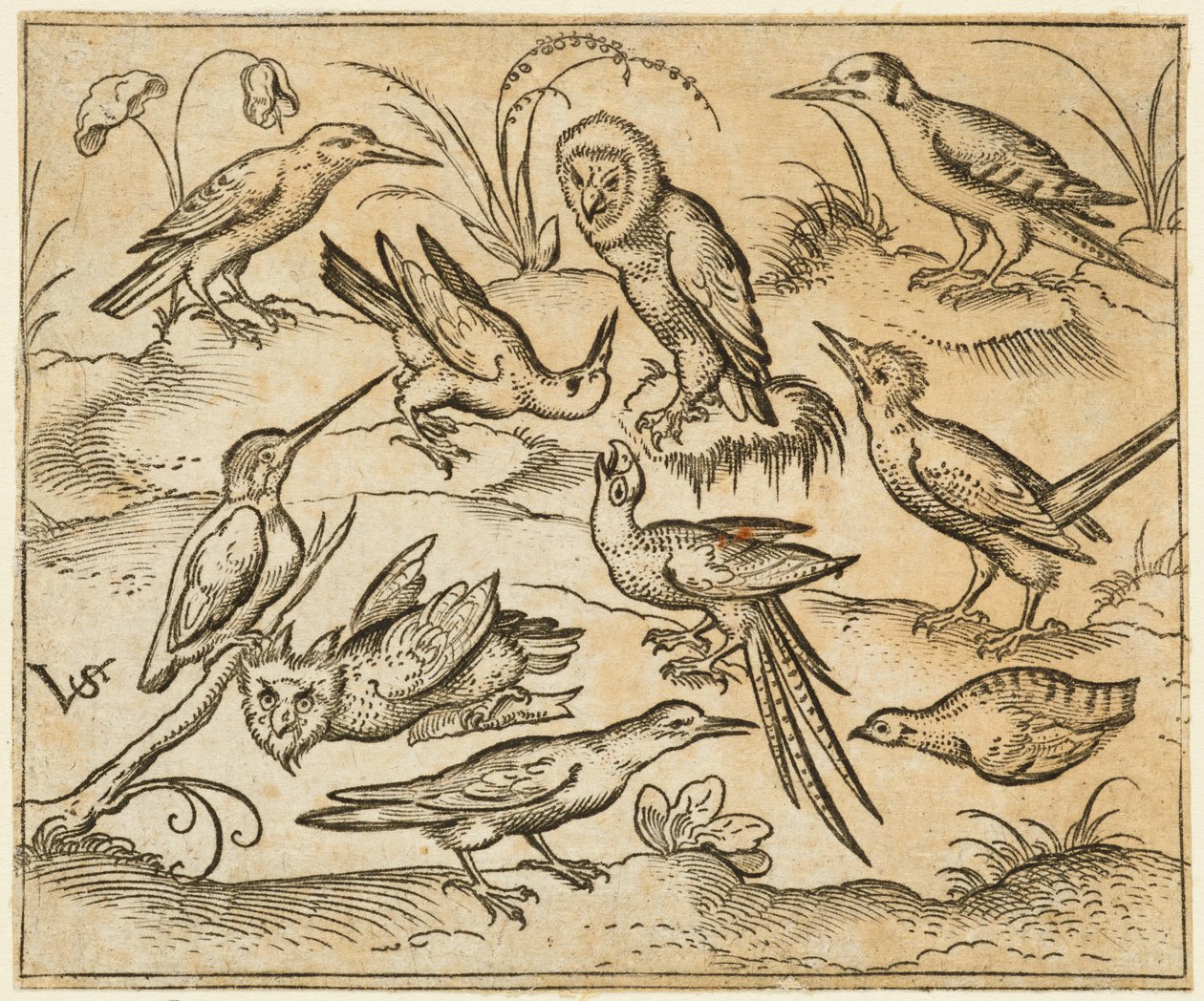 Dez pássaros pousados em galhos e gramados, incluindo duas corujas e um pássaro..., 1557. de Virgil Solis
