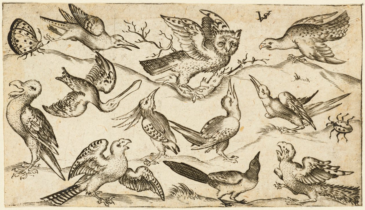 Onze pássaros e dois insetos em terreno mínimo com coruja com asas estendidas sentada em um galho no centro com outras aves rodeando e provocando a coruja, do álbum Douce Ornament Prints Álbum I, após 1572 (gravura sobre papel avergoado) de Virgilius the elder (after) Solis
