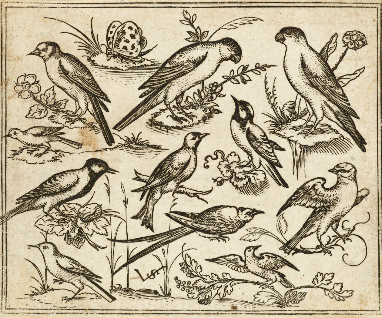 Onze pássaros sentados em manchas de folhagem florida e pequenos ramos num chão mínimo com uma borboleta, de Douce Ornament Prints Album I de Virgilius the elder (after) Solis
