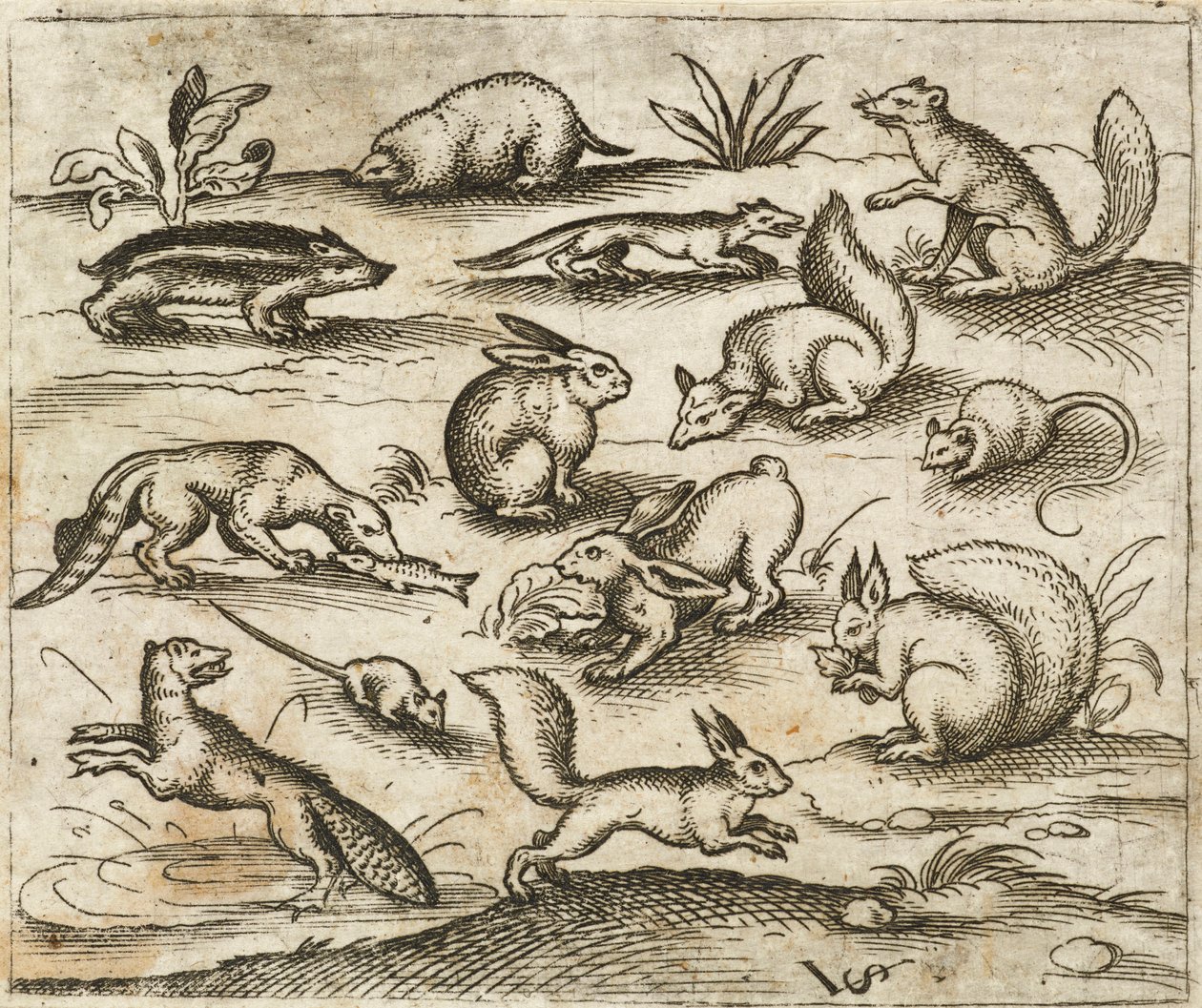 Grupo de pequenas criaturas da floresta comendo e correndo ao redor de um lago, incluindo um rato, coelho, esquilo, guaxinim, marmota, furão, marta e texugo, de Douce Ornament Prints Album I de Virgilius the elder (after) Solis