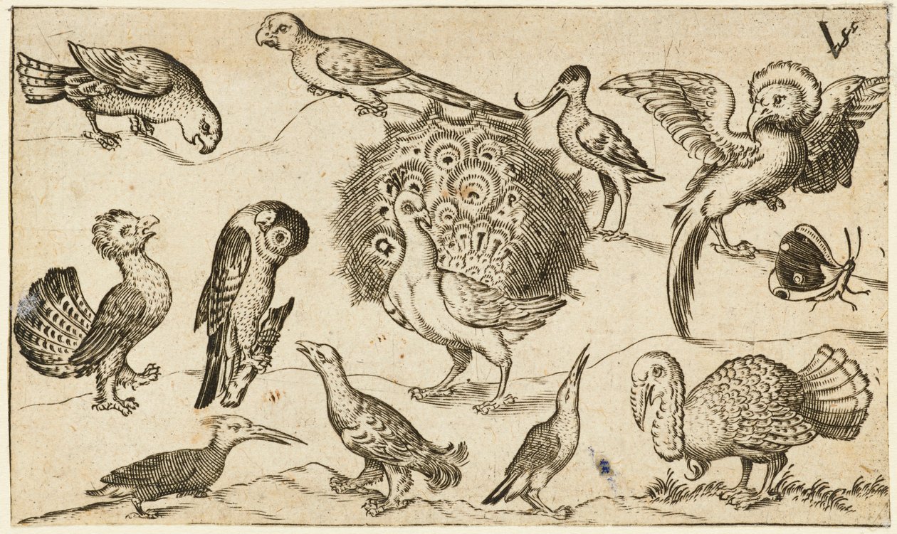 Pavão no centro rodeado por outras nove aves, incluindo um peru, e uma borboleta num terreno mínimo com um pequeno pedaço de relva, de Douce Ornament Prints Album I de Virgilius the elder (after) Solis