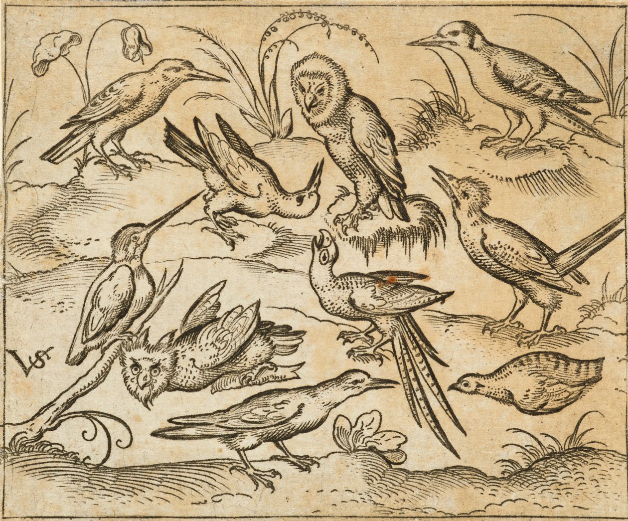 Dez aves sentadas em ramos e manchas de relva, incluindo duas corujas e uma ave com longas penas de cauda a chilrear com a cabeça no centro, de Douce Ornament Prints Album I de Virgilius the elder (after) Solis