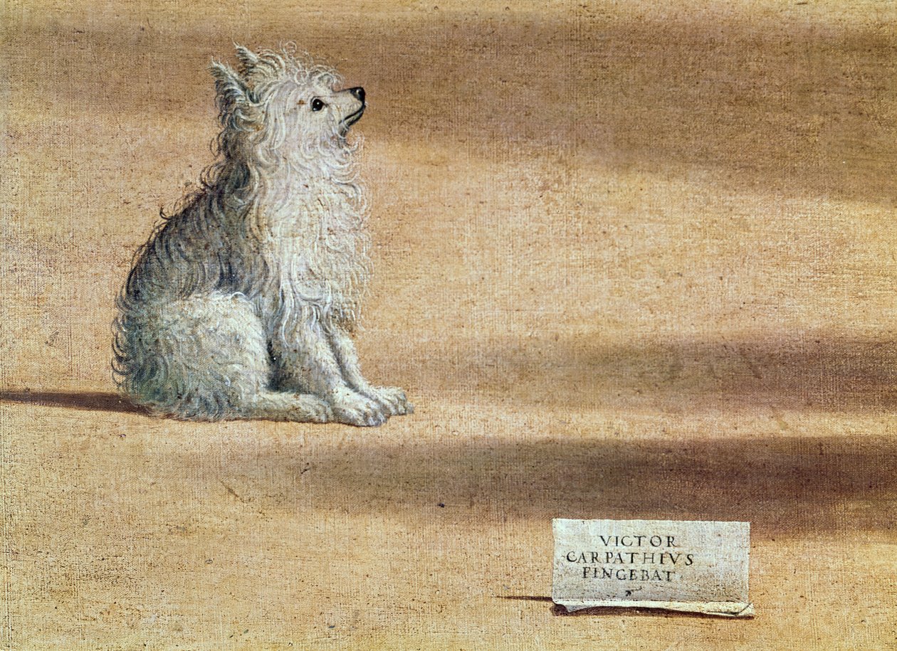 Visão de Santo Agostinho, detalhe do cão, 1502-08 de Vittore Carpaccio