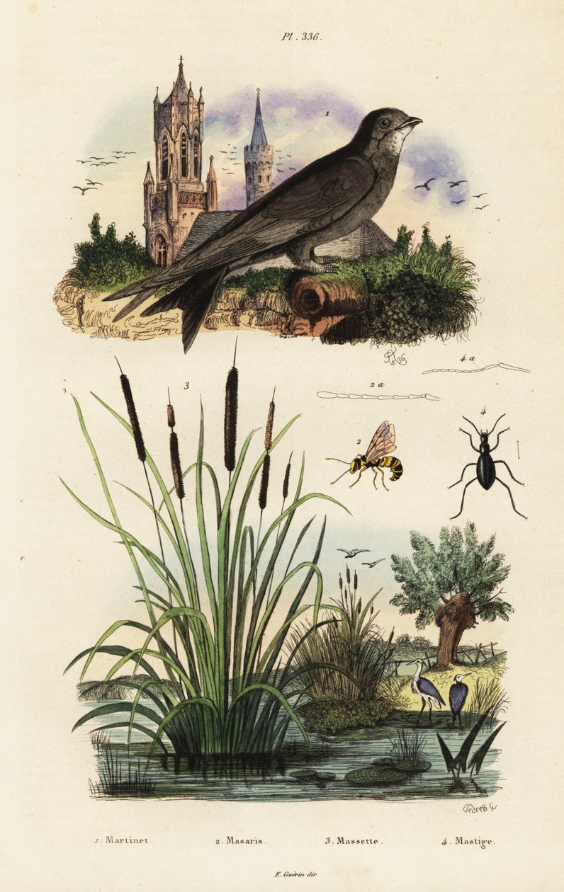 Andarilhos alpinos, juncos, besouros e vespas., 1834-1839 (gravura) de Vittore Pedretti