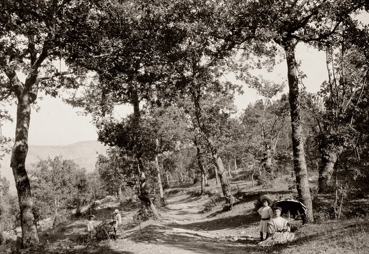 Caminhada pela floresta (foto a p/b) de Vittorio Alinari