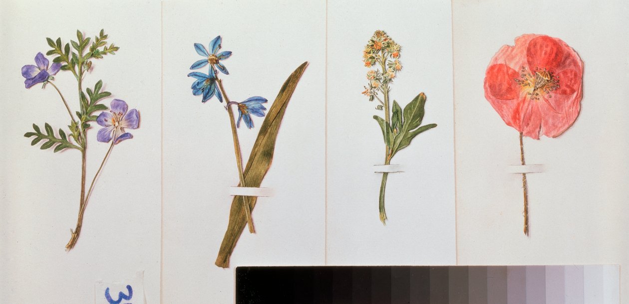 Quatre feuilles de papier a lettre (fleurs des champs) - Quatro folhas de papel de escrita - Trabalho de Vladimir Pavlovich Sokolov (1860-1913), aguarela sobre papel - Arte russa, natureza morta de Vladimir Pavlovich Sokolov