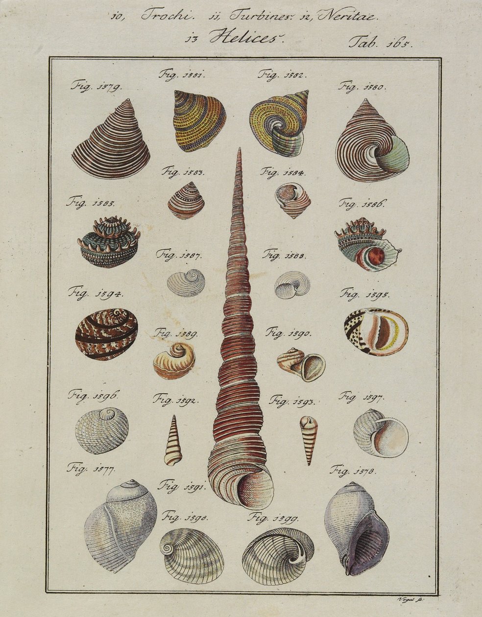 Conchas do Mar: Trochi, Turbinas, Neritae Helices, de Neues Systematisches Conchylien-Gabinete, 1784 (gravura e gravura coloridas à mão) de Vogel