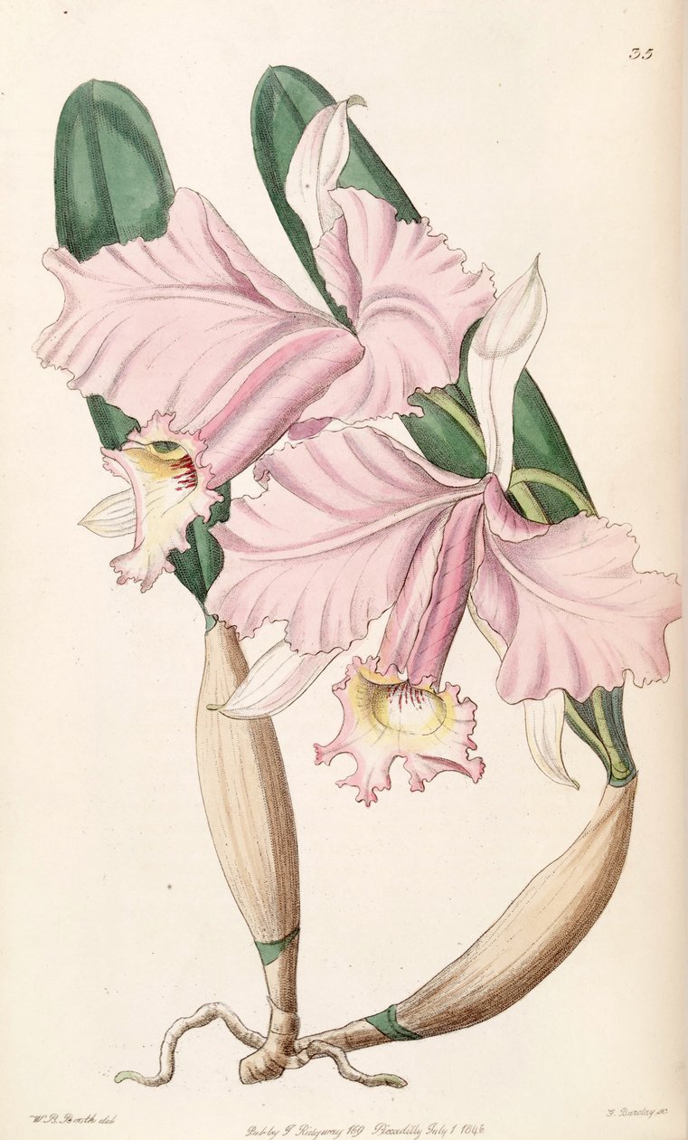 Cattleya labiata (como syn. Cattleya lemoniana) de W. B. Booth
