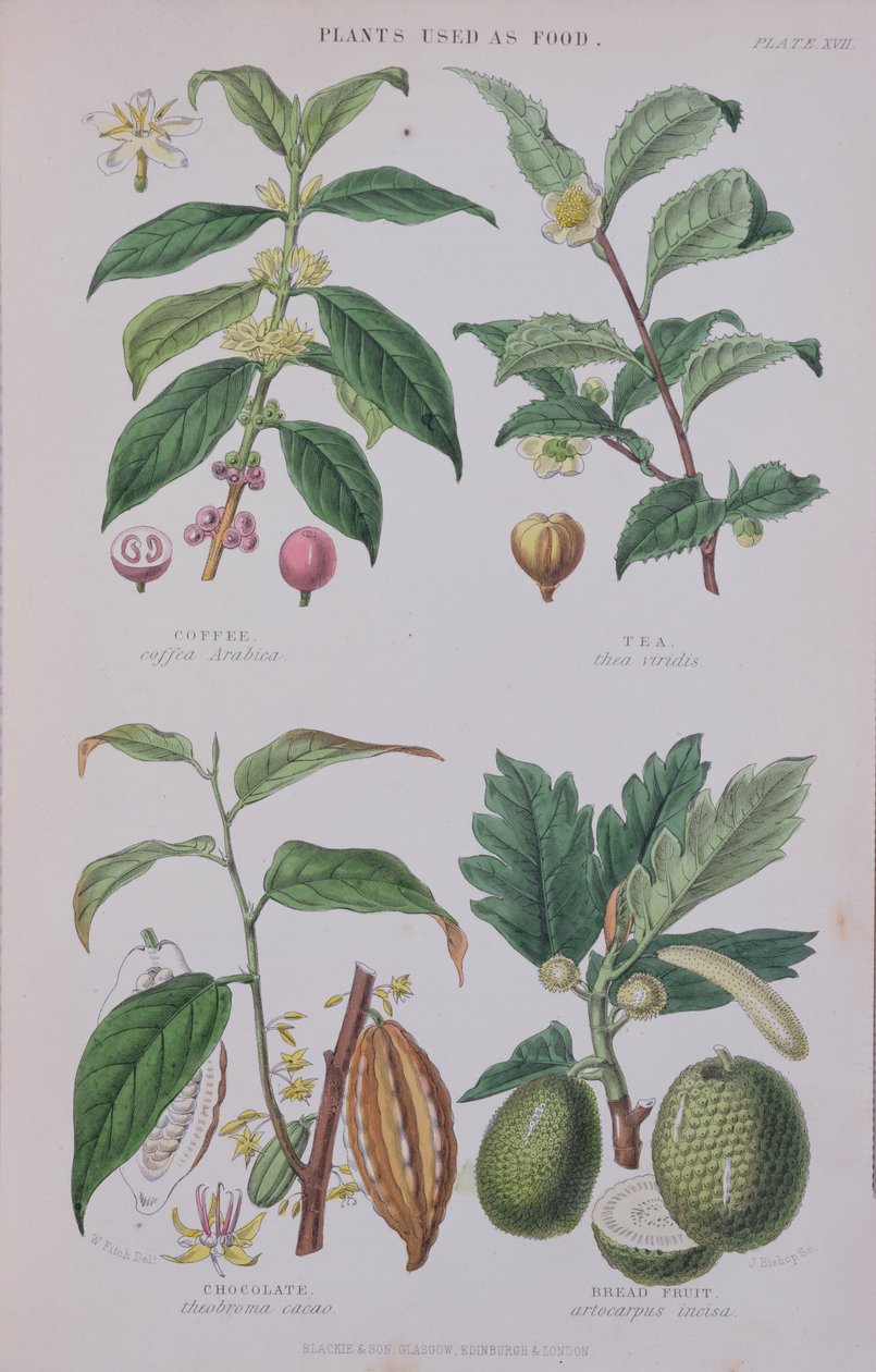 Café, chá, chocolate e fruta-pão, prato de um estudo botânico, gravado por J. Bishop, 1872 de W.H. Fitch