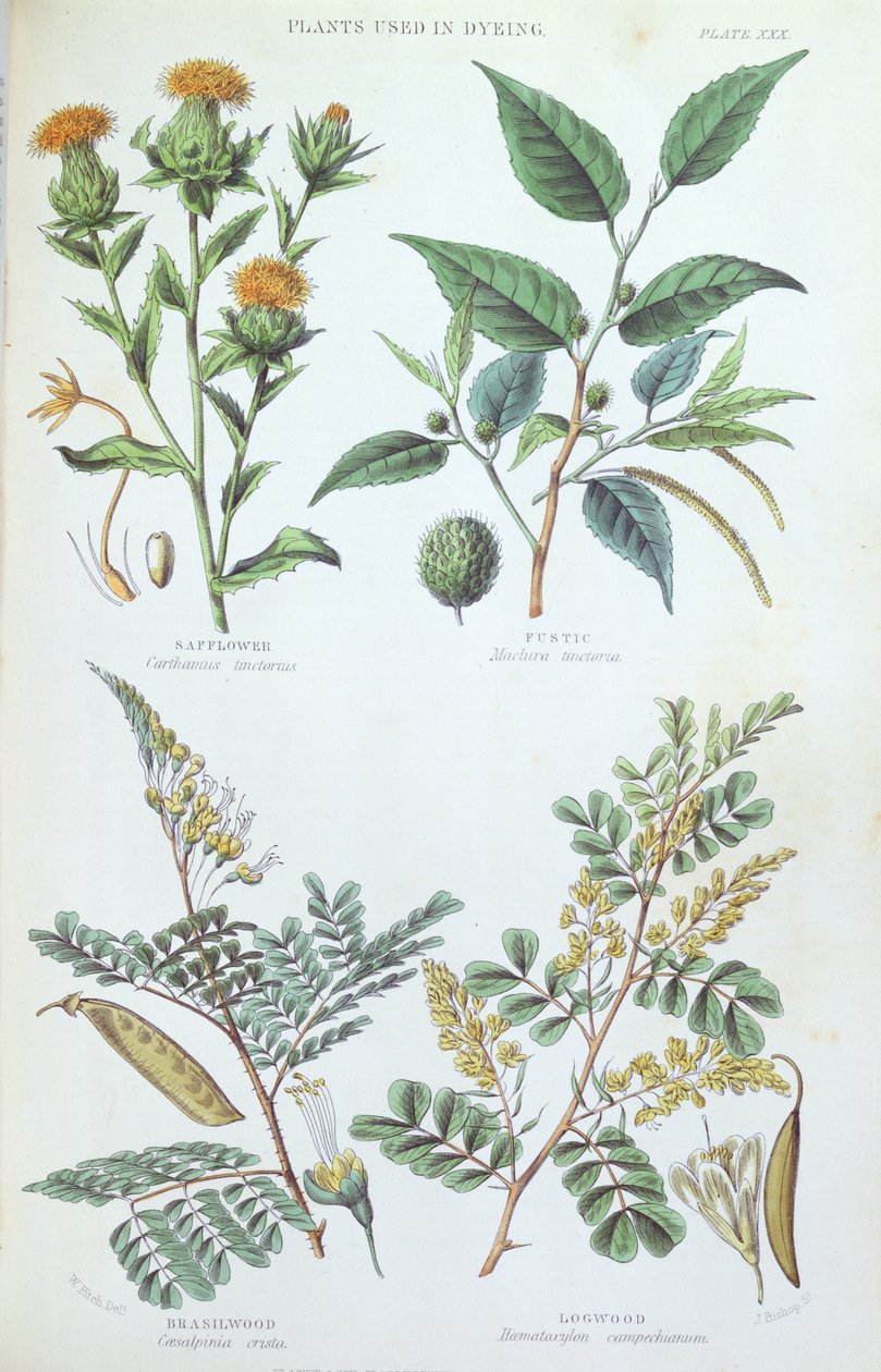 Plantas usadas em tingimento, placa de um estudo botânico, gravado por J. Bishop, 1872 de W. Fitch