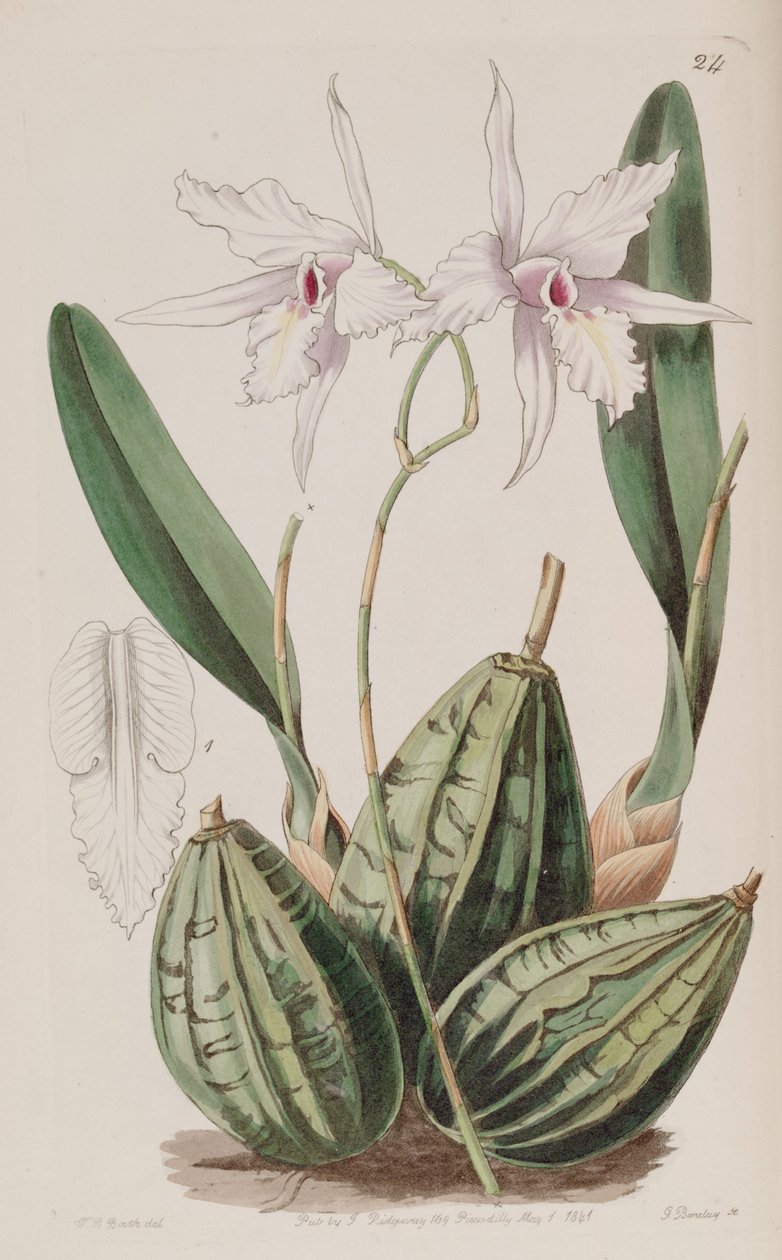 Laelia rubescens (como syn. Laelia acuminata) de W. J. Booth
