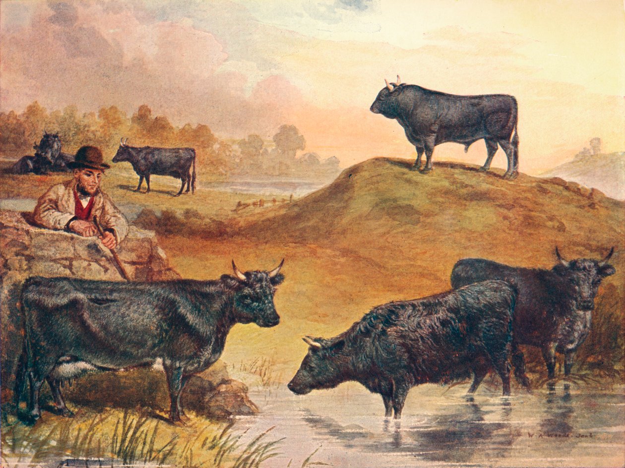 Gado Kerry, c1903 c1910 de WA Woods