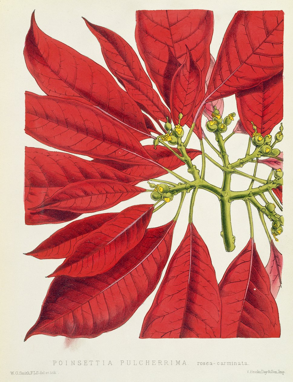 A mais bela poinsettia de W.G. Smith