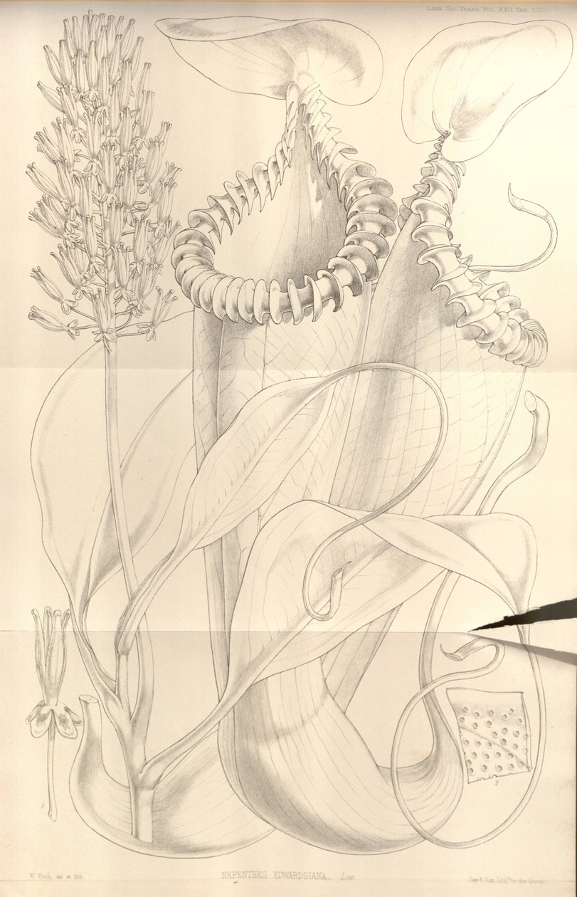 Nepenthes edwardsiana de Transactions of the Linnean Society de Londres, vol. 22 de W.H. Fitch