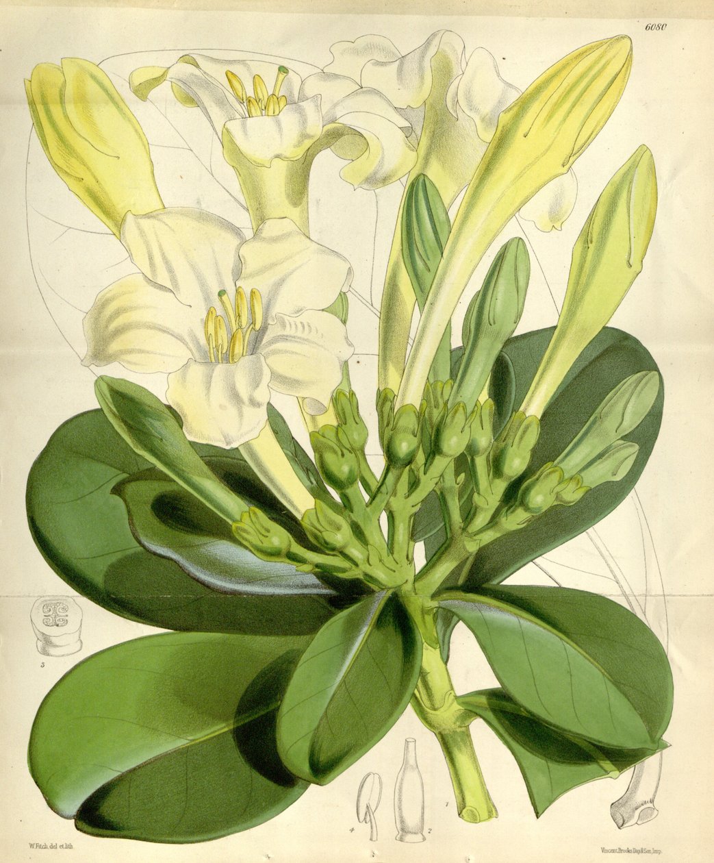 Fagraea ceilanica de W.H. Fitch