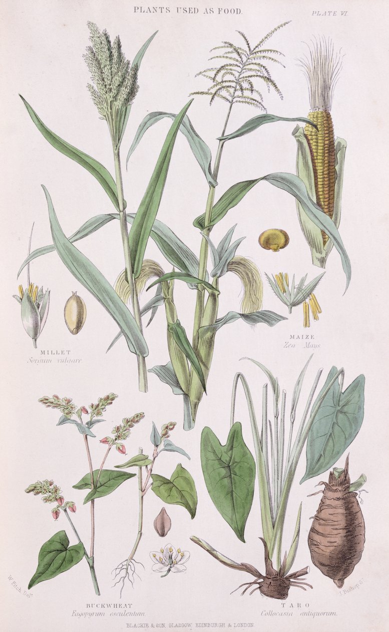 Millet, milho, trigo mourisco e Taro, ilustração de uma história do Reino vegetal por William Rhind 1797-1874, 1872 cor gravura de W.H. Fitch