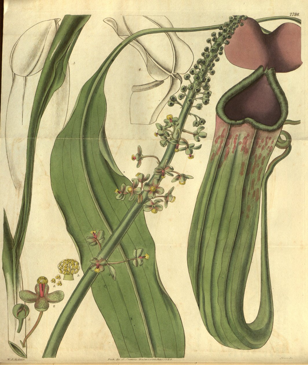Nepenthes khasiana da Revista Botânica de Curtis de W.J.Hooker