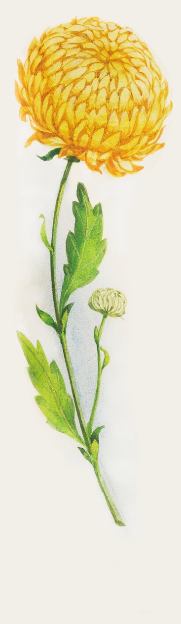 Flor de crisântemo, desenho de John Ward Dunsmore