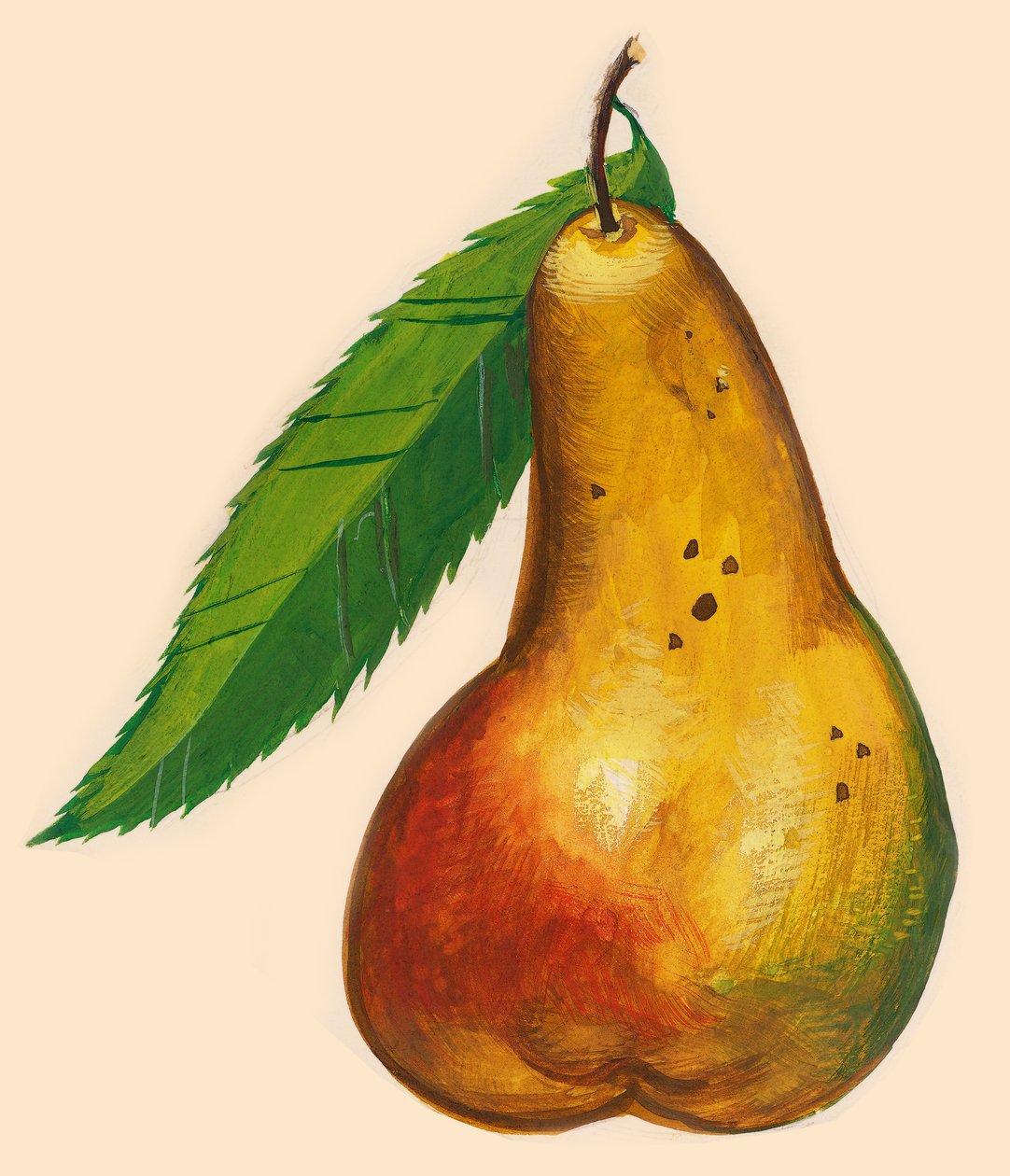 Pêra com folha, desenho de John Ward Dunsmore