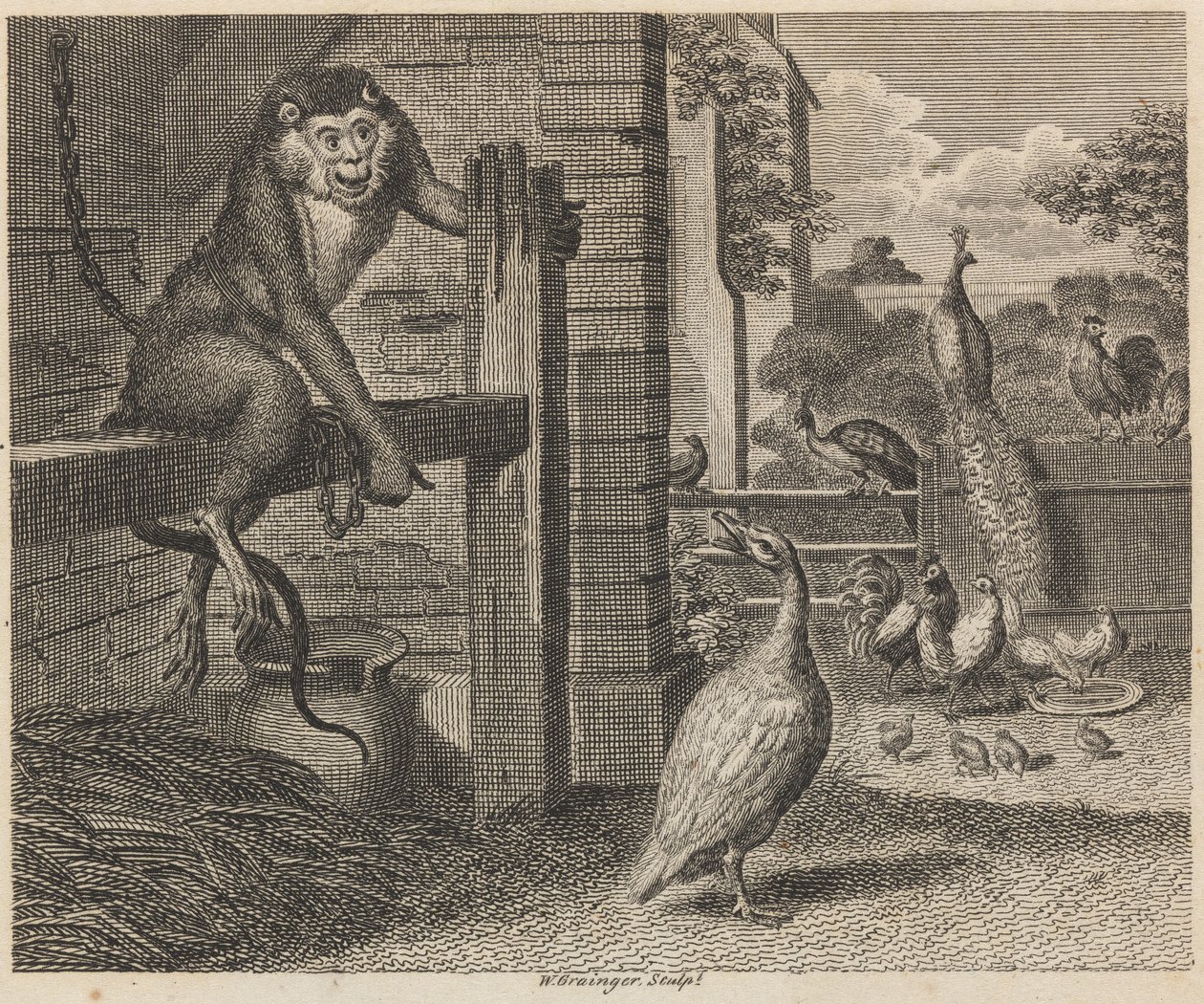 O Babuíno e o Aves de capoeira de W. Grainger