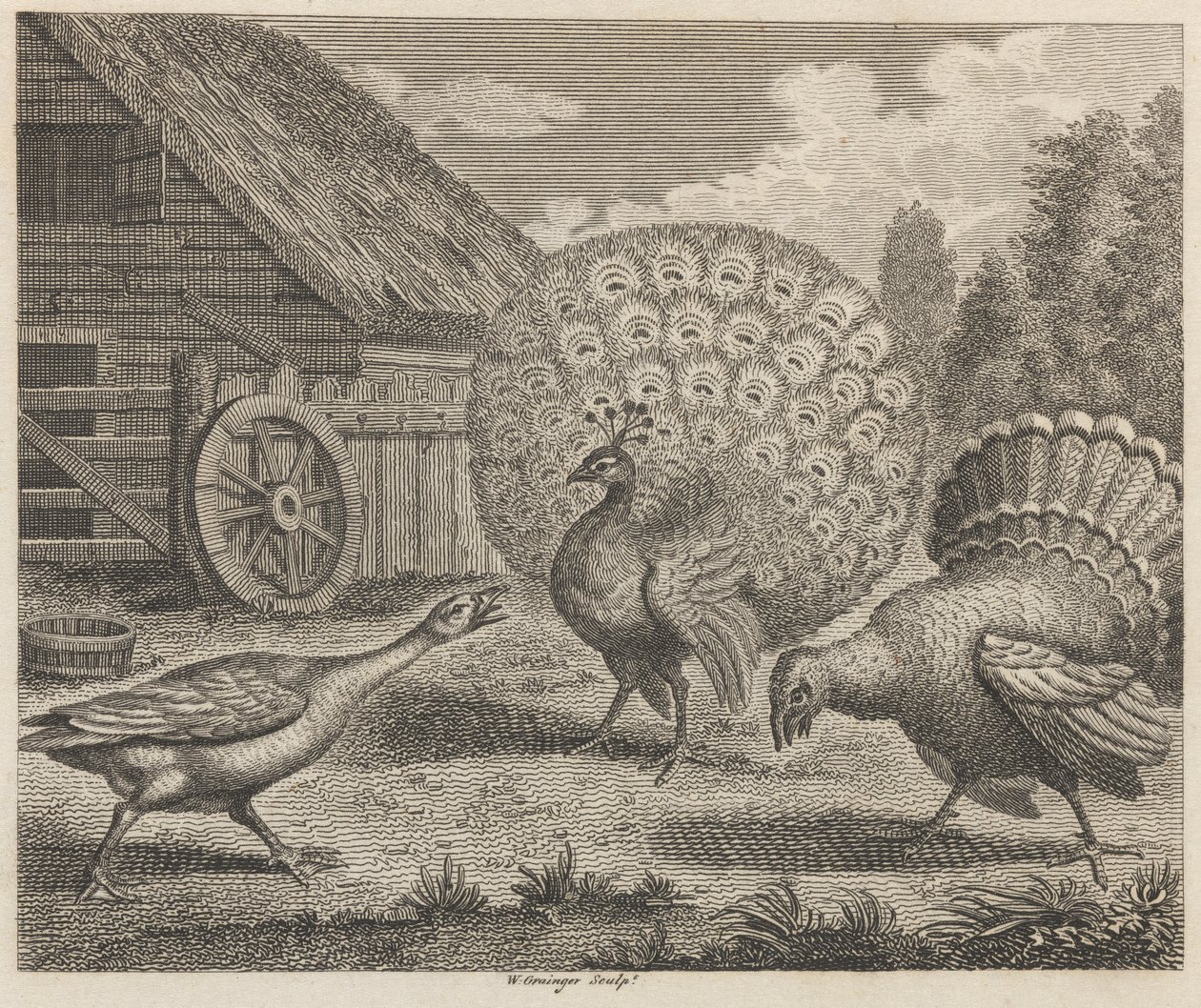 O pavão, a Turquia, e o ganso de W. Grainger