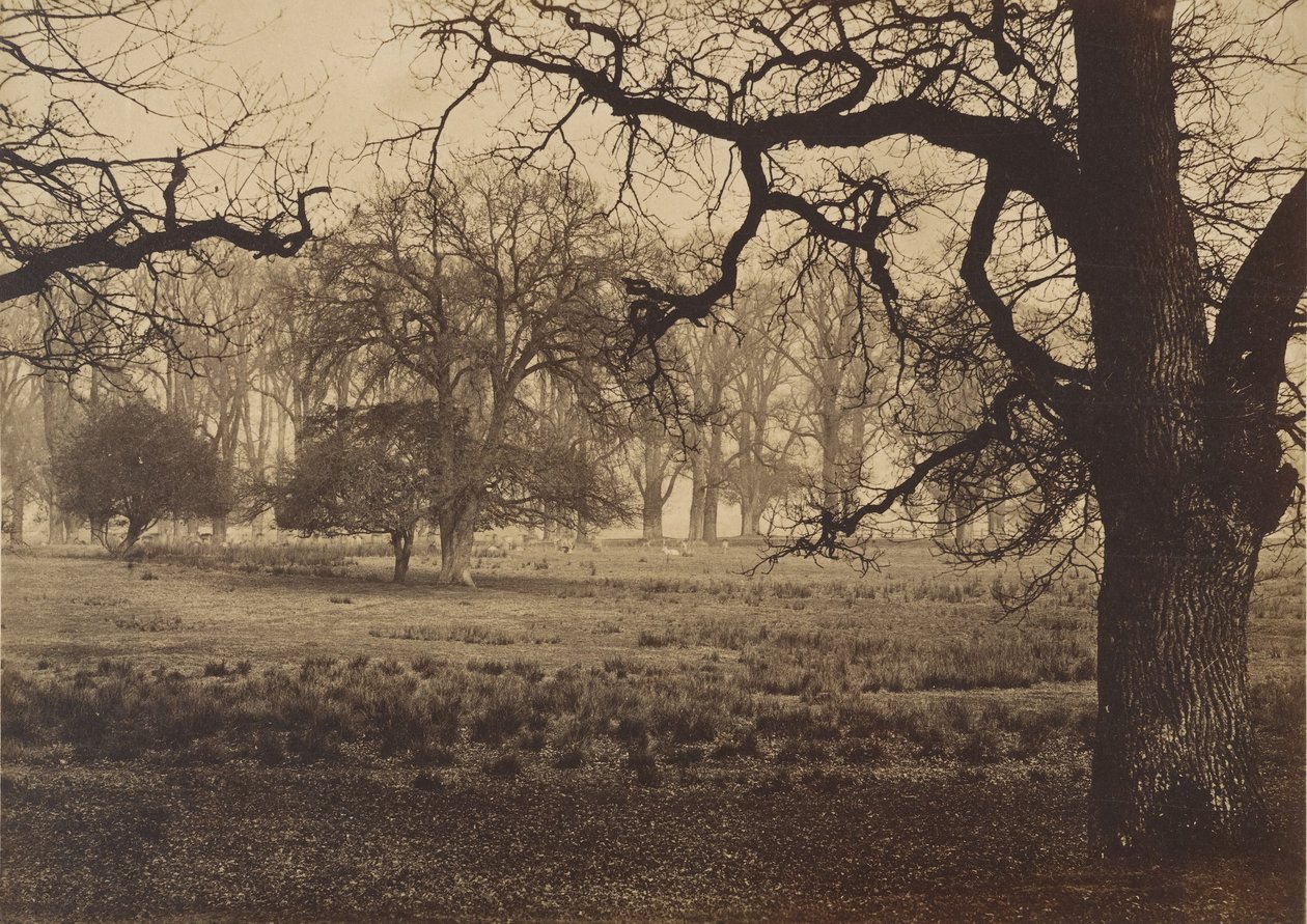 Parque de Windsor, alimentação de veados, década de 1850. de W. H. Nicholl