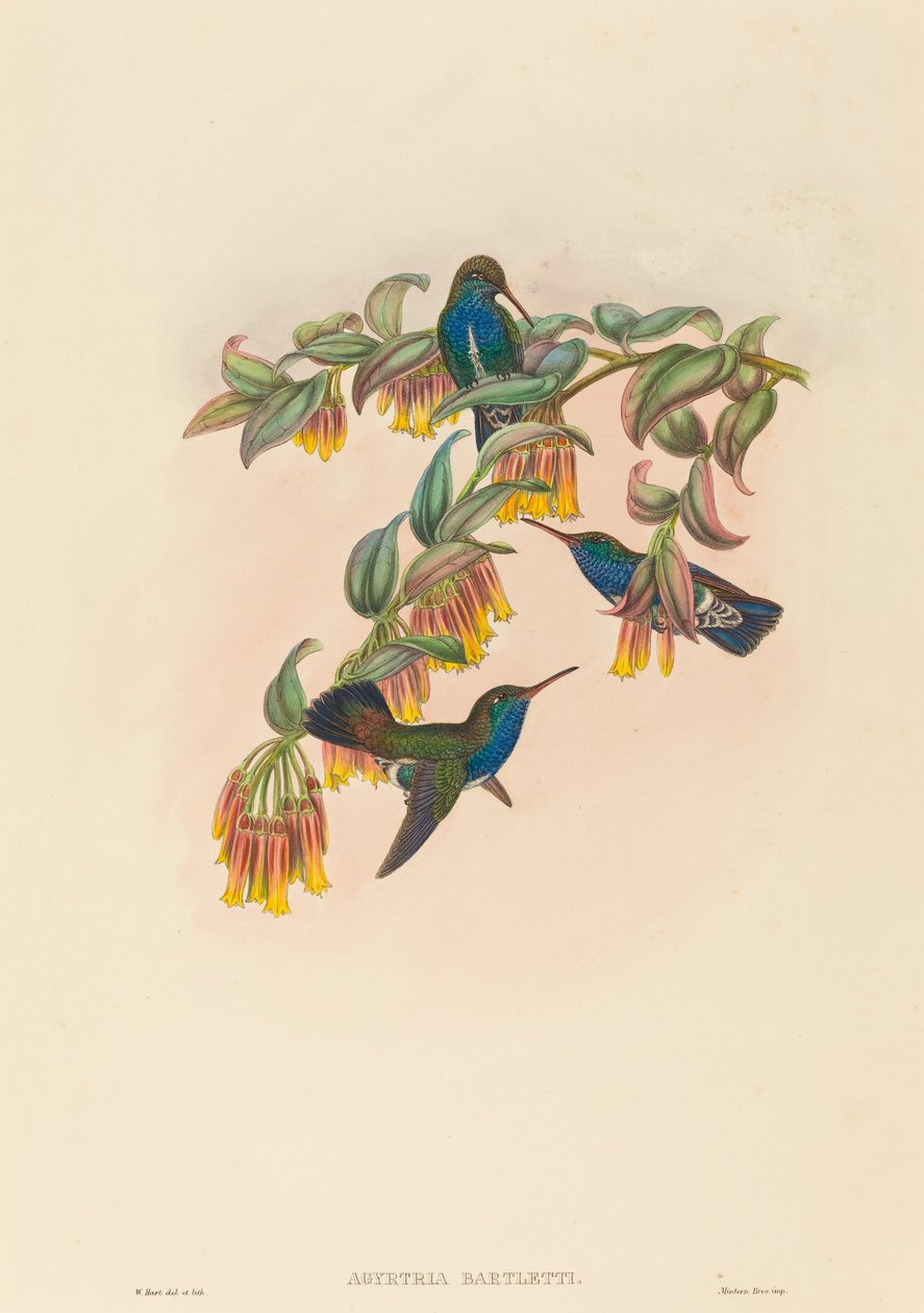 Agyrtria bartletti (Esmeralda de Bartlett) de W. Hart