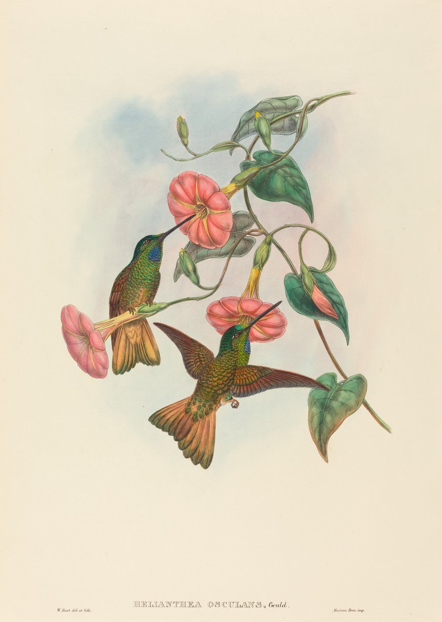 Helianthea osculans (Buff-tailed Star-Frontlet) de W. Hart