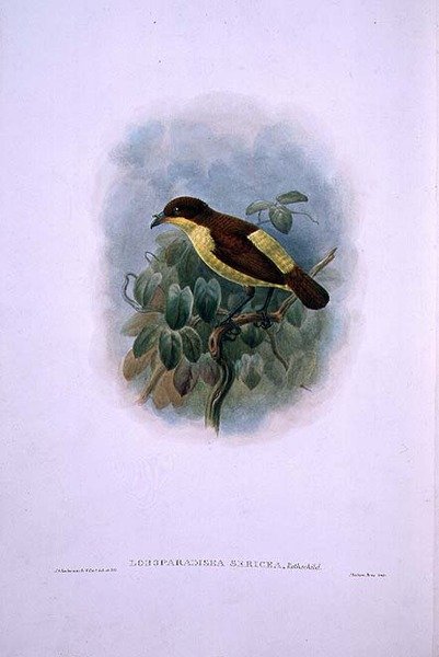 Loboparadisea serica, Waterbilled Bird of Paradise (cor litho) de W. and Keulemans J.G. Hart