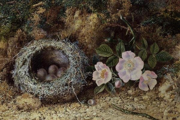 Ninho de pássaros e rosas briar de W. M. Arundale