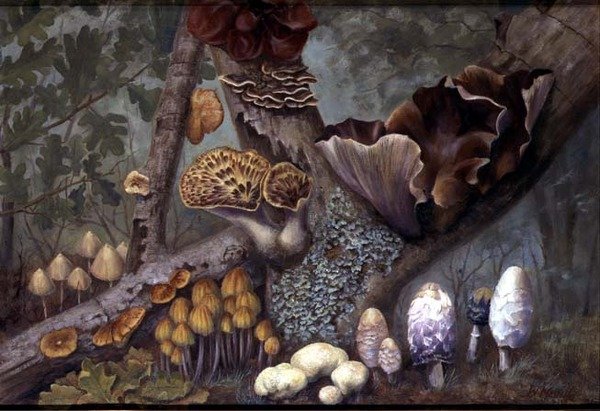 Fungos na floresta (óleo sobre painel) de W. Neville