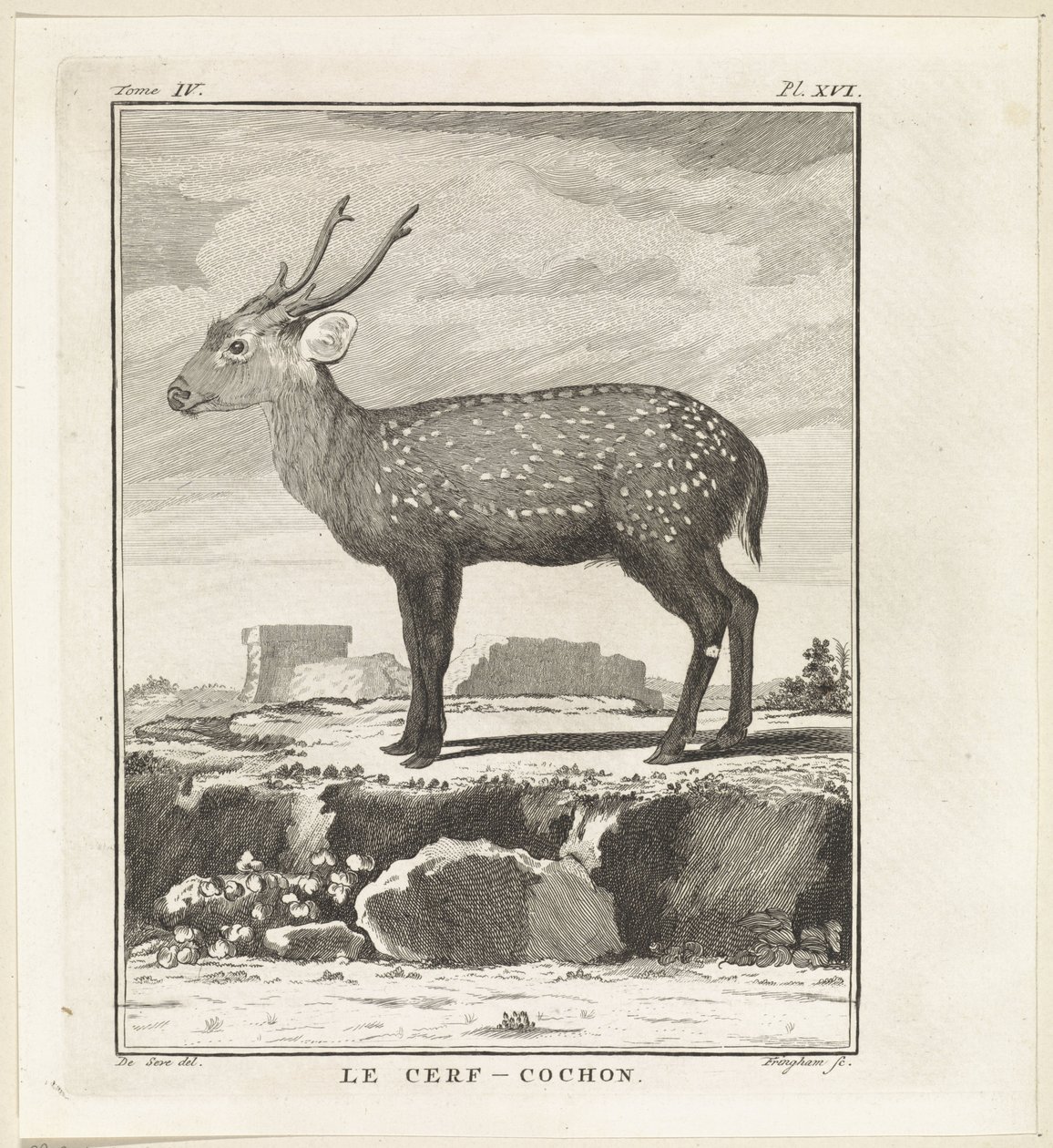 Hert
Le Cerf-Cochon (título sobre o objecto) de W. Tringham