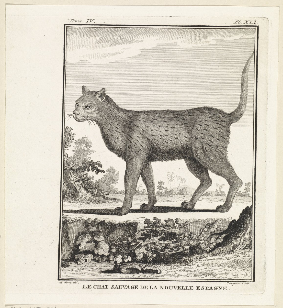 Gato-gato
O gato selvagem de nova espanha (título sobre o objecto) de W. Tringham