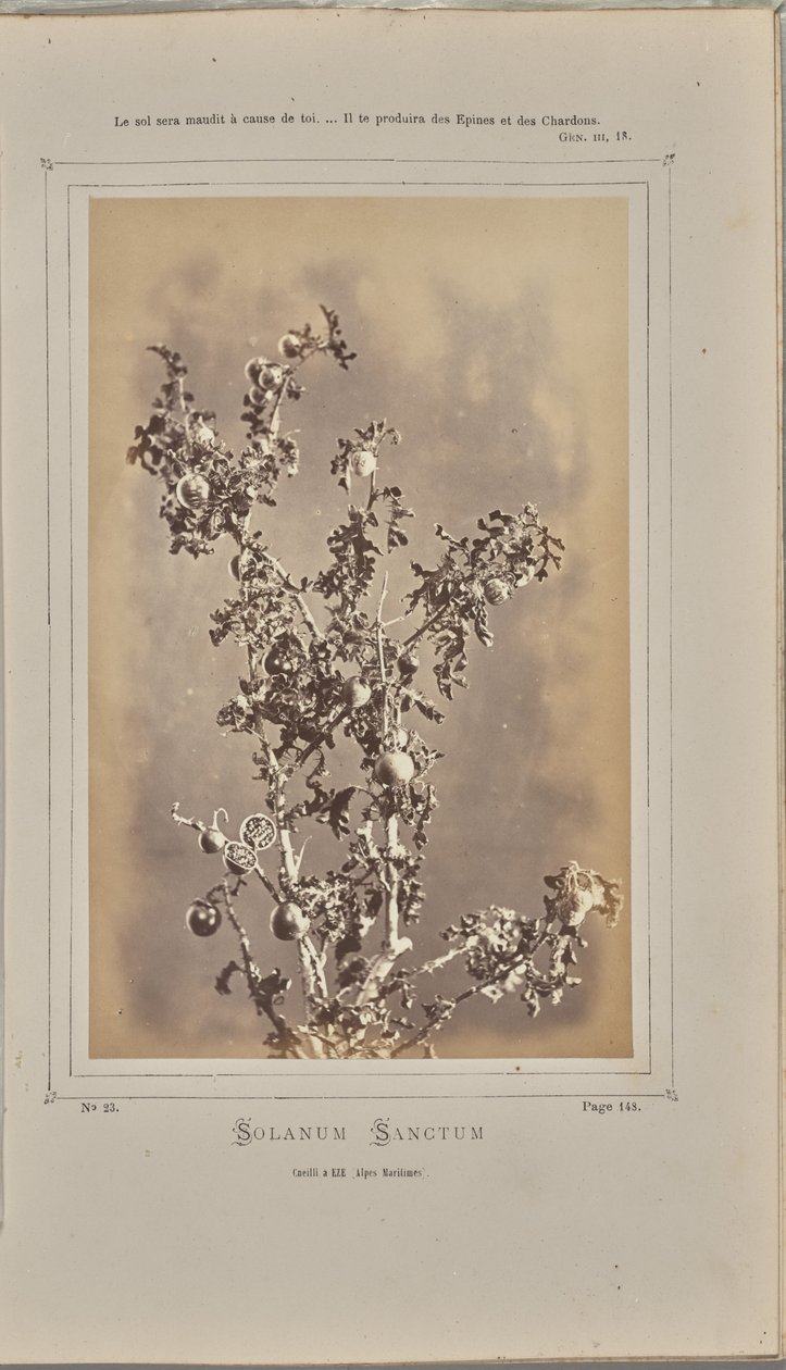 Solanum sanctum, cuelli em Èze (Alpes-Maritimes) de W. de Bray