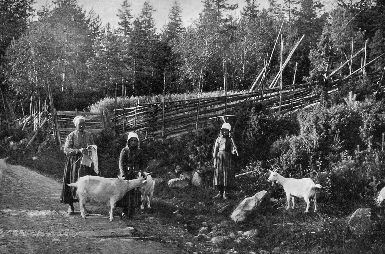 Criação de cabras em Dalarna, Suécia, 1908-1909. de Wald Zachrisson