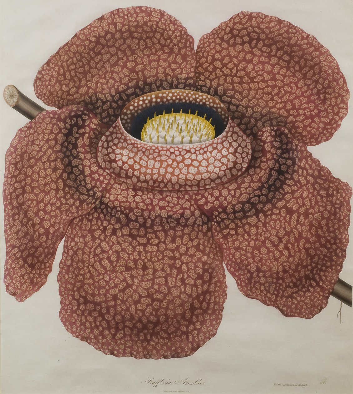 Flor de Rafflesia arnoldii de Waldell