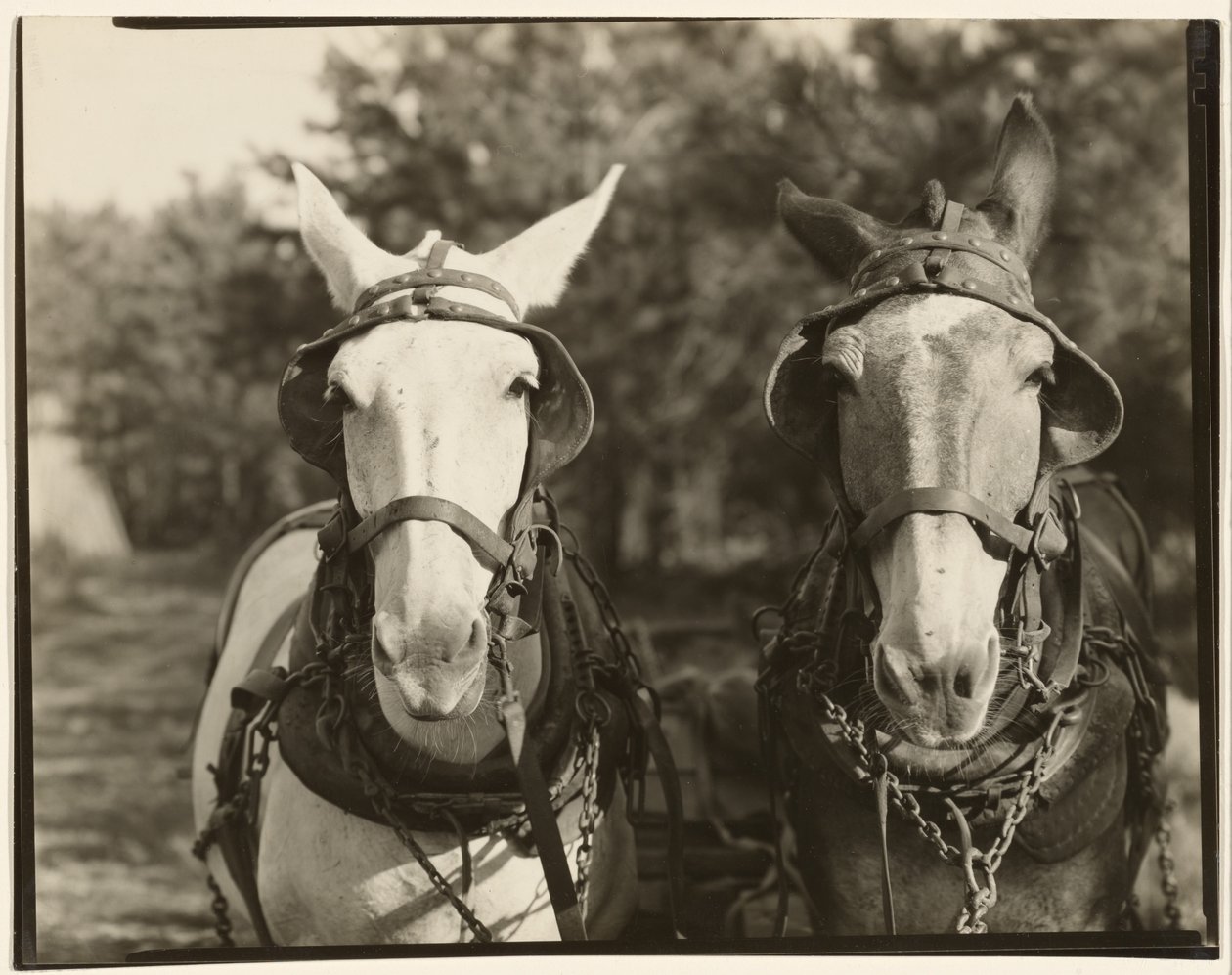 [Duas mulas, Condado de Hale, Alabama] de Walker Evans
