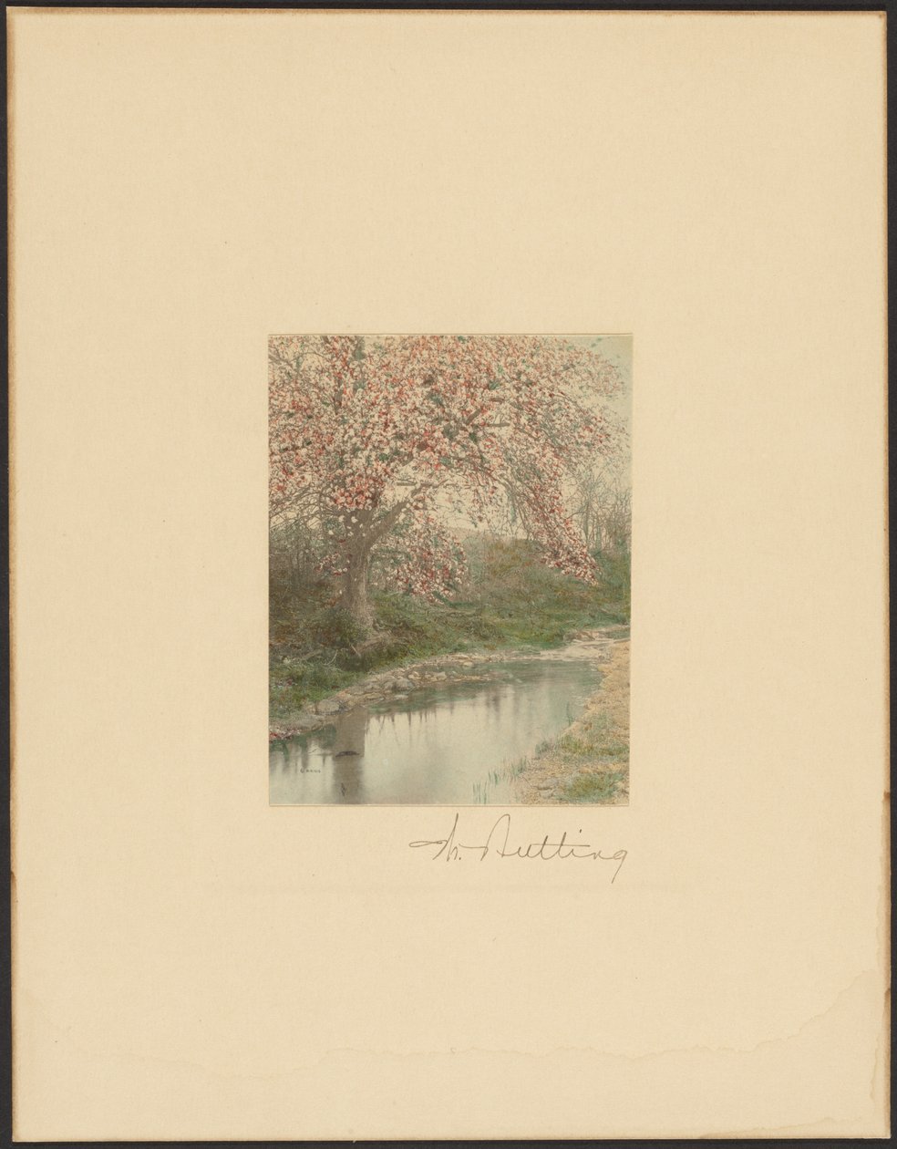 [Árvore florida]. de Wallace Nutting