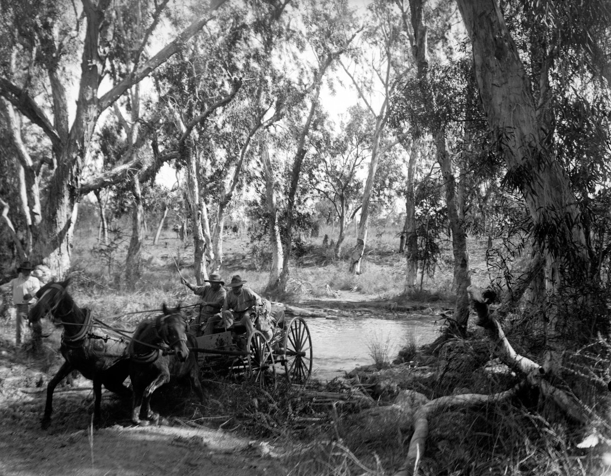 Atravessando Salt Creek perto do rio Roper, Eastern Arnhem Land, Austrália, julho de 1911 de Walter Baldwin Spencer