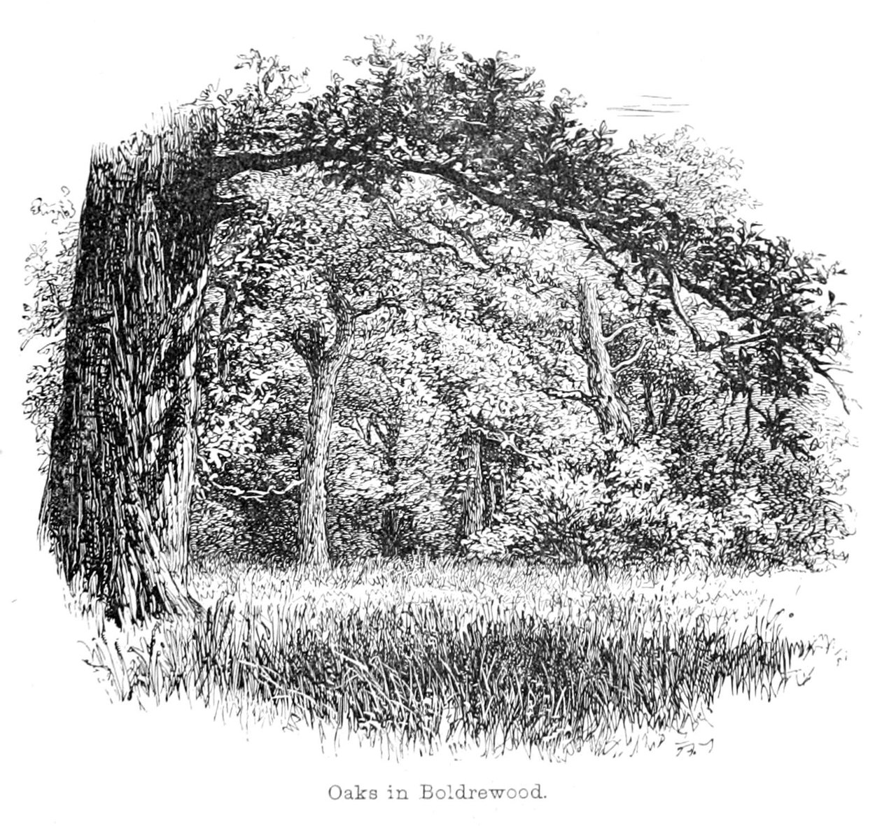 Oaks em Boldrewood de Walter Crane