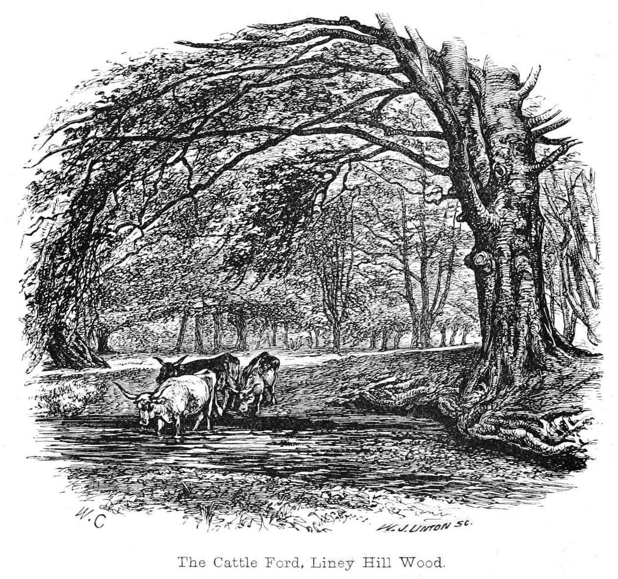 O gado Ford, Liney Hill Wood de Walter Crane