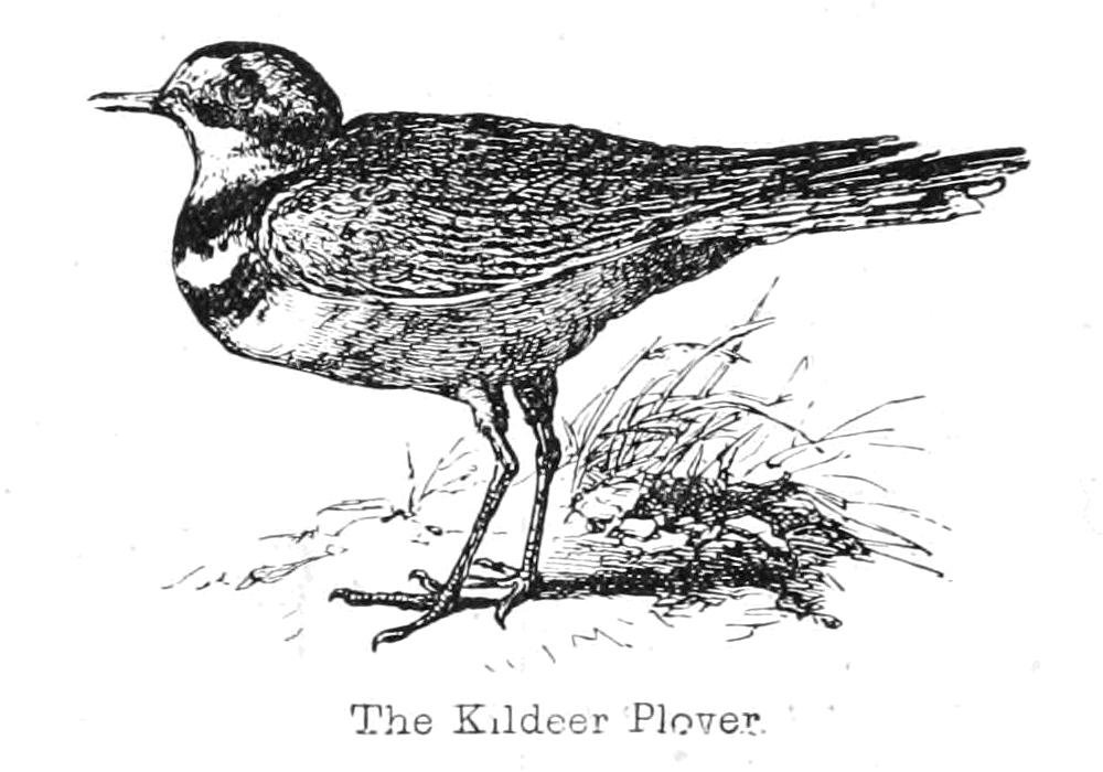 A tarambola de Kildeer de Walter Crane