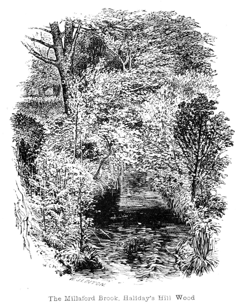 O Millaford Brook, Halidays Hill Wood de Walter Crane